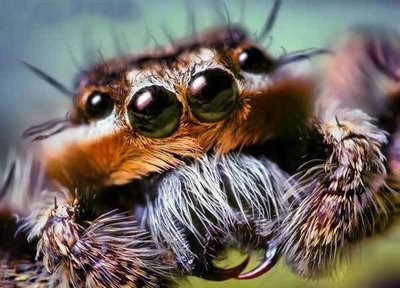 File:Giant Spider.jpg