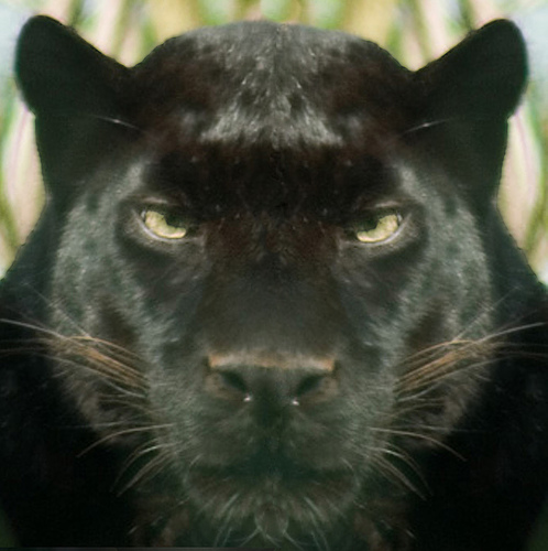 Pantherman.jpg